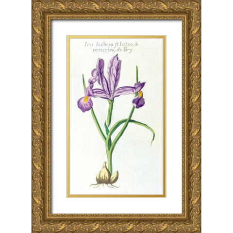 Iris Bulbosa Luteo Gold Ornate Wood Framed Art Print with Double Matting by Morison, Robert