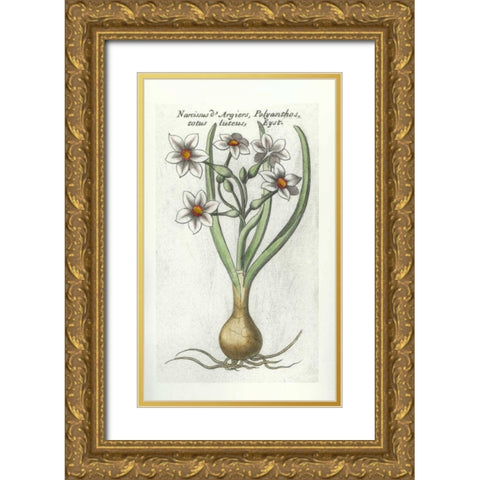 Narcissus DArgier Gold Ornate Wood Framed Art Print with Double Matting by Morison, Robert