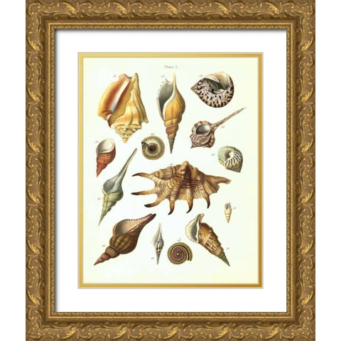 Shells, Plate 7 Gold Ornate Wood Framed Art Print with Double Matting by Brookes, Samuel