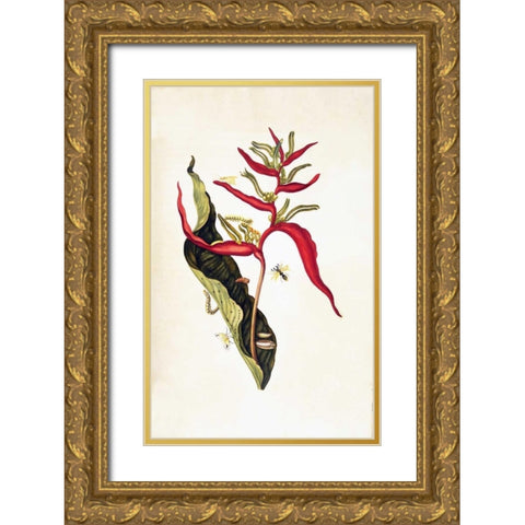 Tropical flower, plate 14 Gold Ornate Wood Framed Art Print with Double Matting by Merian, Sybilla