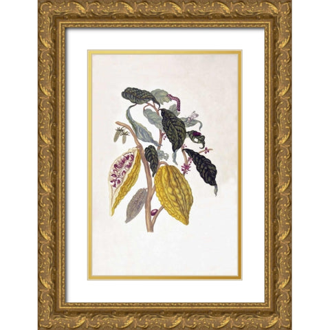 Tropical fruit,Caterpillar,  plate 26 Gold Ornate Wood Framed Art Print with Double Matting by Merian, Sybilla