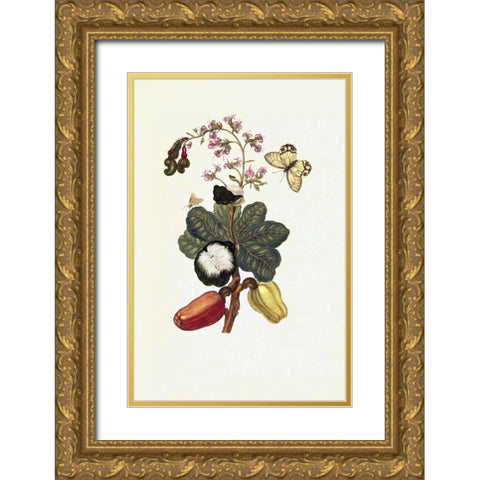 Tropical fruit, Butterfly, plate16 Gold Ornate Wood Framed Art Print with Double Matting by Merian, Sybilla