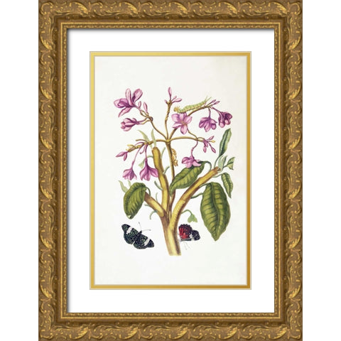 Tropical flower, Butterflies, plate 8 Gold Ornate Wood Framed Art Print with Double Matting by Merian, Sybilla