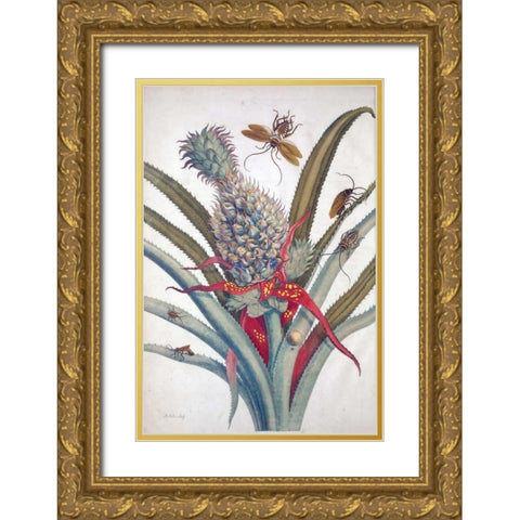Pineapple, Insects, plate 1 Gold Ornate Wood Framed Art Print with Double Matting by Merian, Sybilla