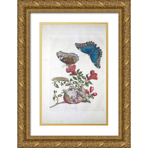 Tropical fruit,Butterflies,  plate 96 Gold Ornate Wood Framed Art Print with Double Matting by Merian, Sybilla