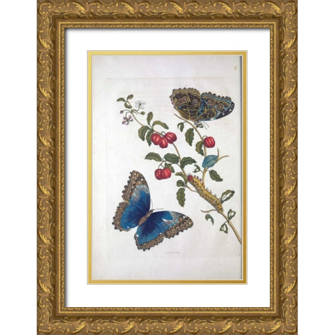Tropical fruit,Butterflies, plate 2 Gold Ornate Wood Framed Art Print with Double Matting by Merian, Sybilla