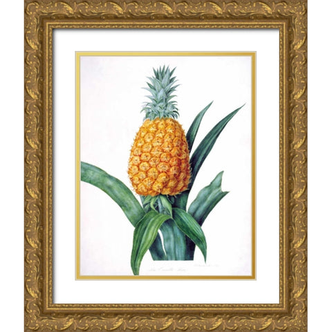 The Enville Pineappe Gold Ornate Wood Framed Art Print with Double Matting by Hooker, William