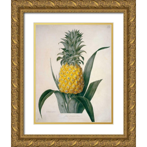 The Queen Pineapple Gold Ornate Wood Framed Art Print with Double Matting by Hooker, William