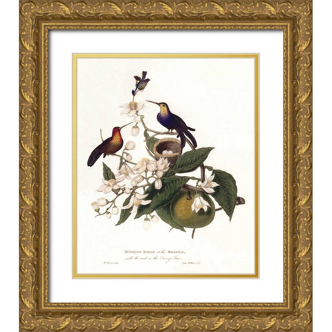 Humming Birds Gold Ornate Wood Framed Art Print with Double Matting by Hooker, William