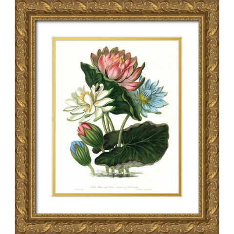Lotus Gold Ornate Wood Framed Art Print with Double Matting by Hooker, William