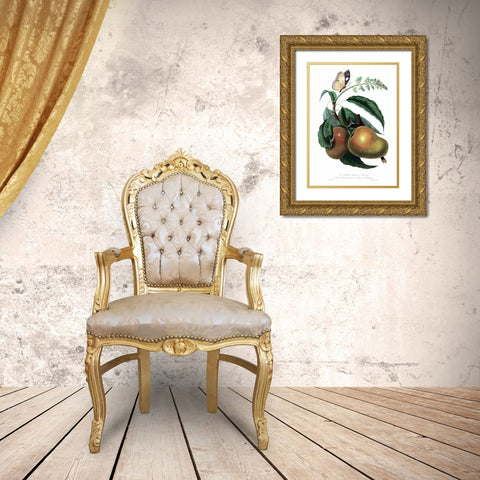 Mango with Butterfly Gold Ornate Wood Framed Art Print with Double Matting by Hooker, William