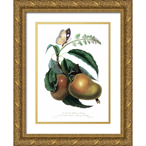 Mango with Butterfly Gold Ornate Wood Framed Art Print with Double Matting by Hooker, William