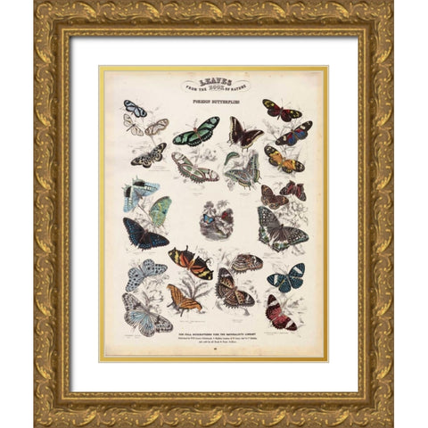 Foreign Butterflies Gold Ornate Wood Framed Art Print with Double Matting by Lizars, WH