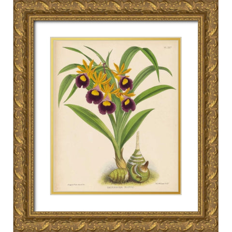 Orchid Gold Ornate Wood Framed Art Print with Double Matting by Fitch, Walter, Joseph