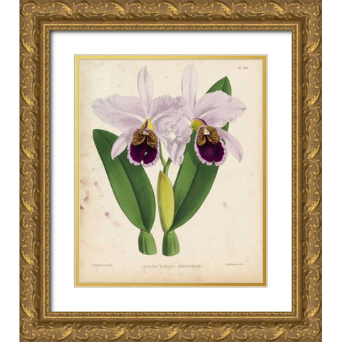 Orchid Gold Ornate Wood Framed Art Print with Double Matting by Fitch, Walter, Joseph