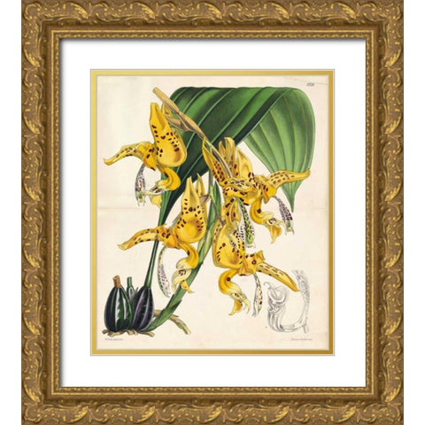 Orchid Gold Ornate Wood Framed Art Print with Double Matting by Fitch, Walter, Joseph