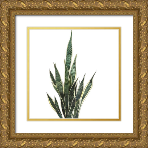 SNAKE PLANT Gold Ornate Wood Framed Art Print with Double Matting by Atelier B Art Studio