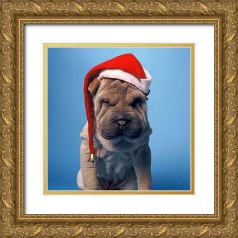 Shar Pei with x-mas hat Gold Ornate Wood Framed Art Print with Double Matting by Hoenderkamp, Patrick