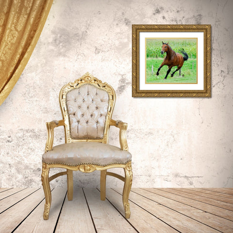 Running horse Gold Ornate Wood Framed Art Print with Double Matting by Hoenderkamp, Patrick