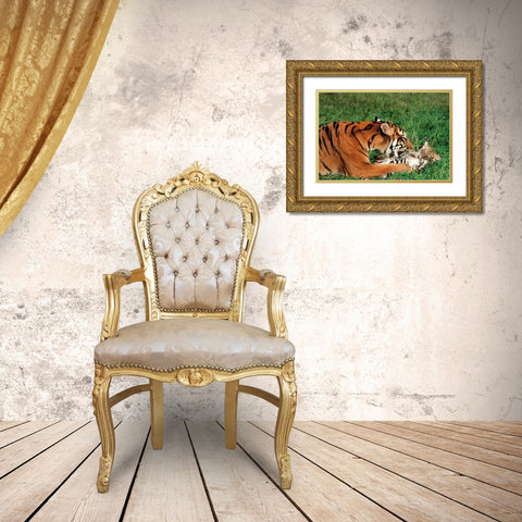 Mother tiger Gold Ornate Wood Framed Art Print with Double Matting by Hoenderkamp, Patrick