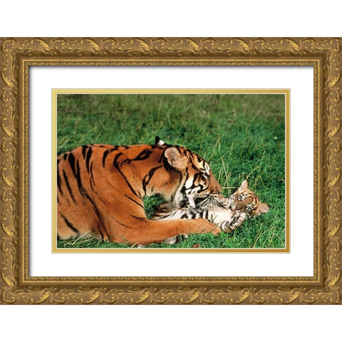 Mother tiger Gold Ornate Wood Framed Art Print with Double Matting by Hoenderkamp, Patrick