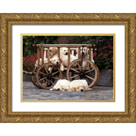 lazy labradors Gold Ornate Wood Framed Art Print with Double Matting by Hoenderkamp, Patrick