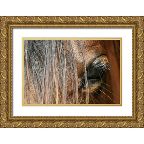 Beautiful close-up of a Horse Gold Ornate Wood Framed Art Print with Double Matting by Schalke, Melissa