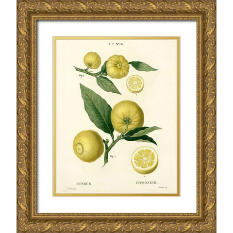 Lemon Plant Botanical Gold Ornate Wood Framed Art Print with Double Matting by Anonymous