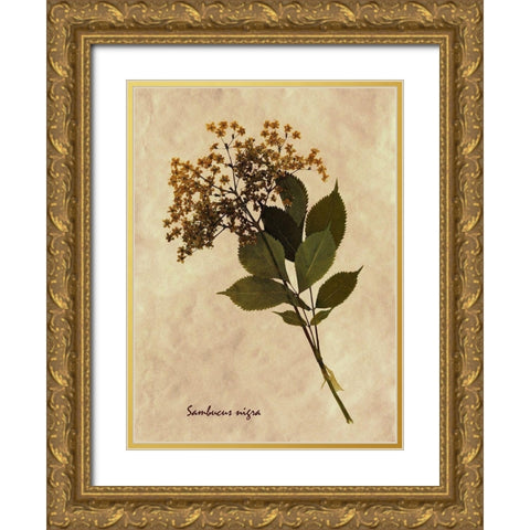 Pressed and Dried Antique Floral Gold Ornate Wood Framed Art Print with Double Matting by Anonymous