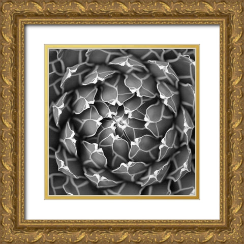 Succulent BW Gold Ornate Wood Framed Art Print with Double Matting by Brown, Katrina