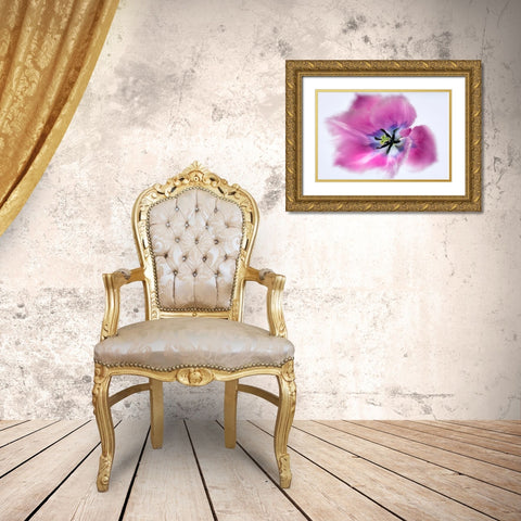 Close up of tulip flower Gold Ornate Wood Framed Art Print with Double Matting by Frates, Dennis