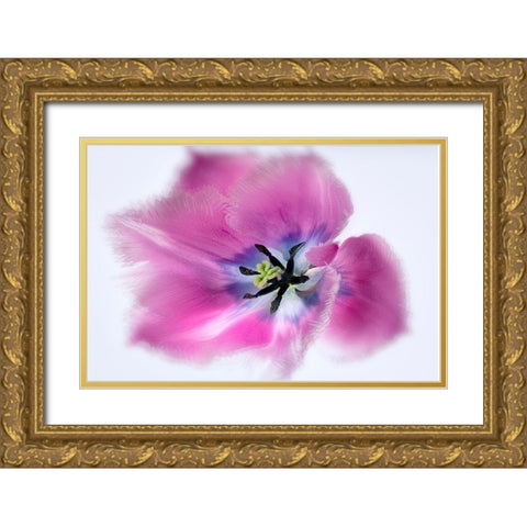 Close up of tulip flower Gold Ornate Wood Framed Art Print with Double Matting by Frates, Dennis
