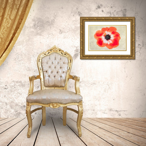 Close up of Anemone flower Gold Ornate Wood Framed Art Print with Double Matting by Frates, Dennis
