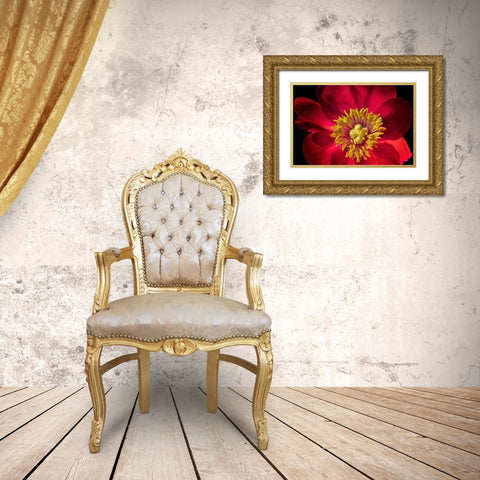 Close up of peony flower Gold Ornate Wood Framed Art Print with Double Matting by Frates, Dennis