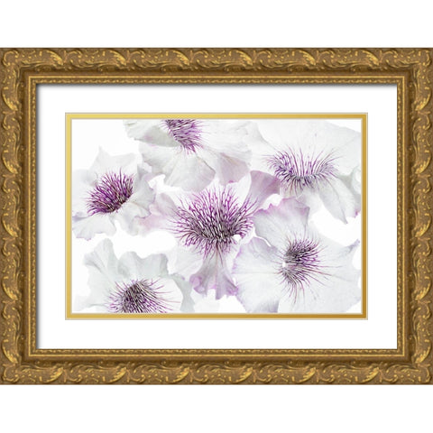 Close up of petunia flowers Gold Ornate Wood Framed Art Print with Double Matting by Frates, Dennis
