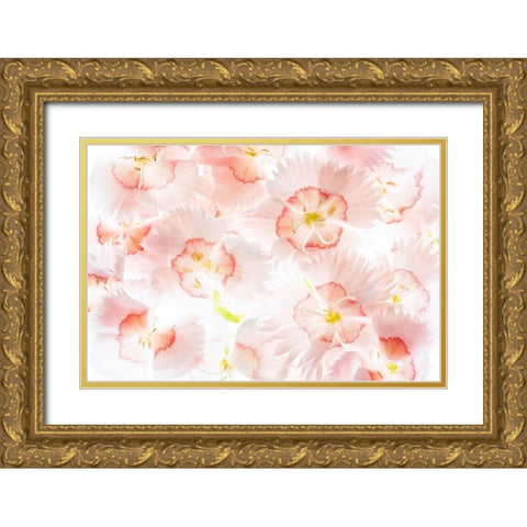 Â Close up of Dianthos flowers. Gold Ornate Wood Framed Art Print with Double Matting by Frates, Dennis