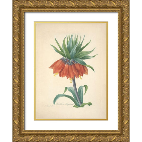 Fritillaire Imperiale Gold Ornate Wood Framed Art Print with Double Matting by Redoute, P. J.