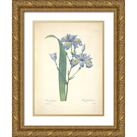 Iris Frangee  Gold Ornate Wood Framed Art Print with Double Matting by Redoute, P. J.