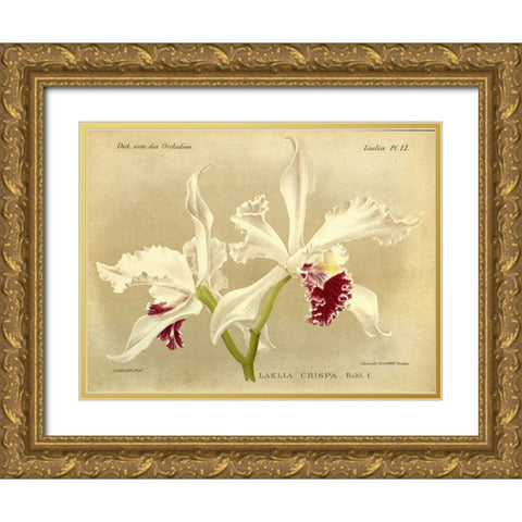 Orchid, Laelia Crispa Gold Ornate Wood Framed Art Print with Double Matting by Goossens, A.