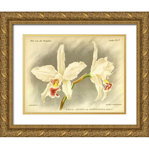 Orchid, Laelia Anceps Gold Ornate Wood Framed Art Print with Double Matting by Goossens, A.