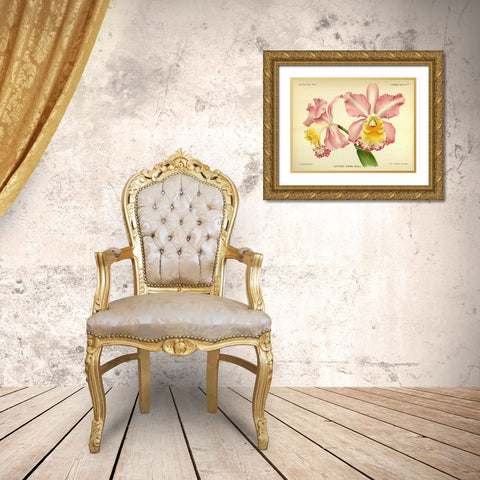 Orchid, Cattleya Sapho Gold Ornate Wood Framed Art Print with Double Matting by Goossens, A.