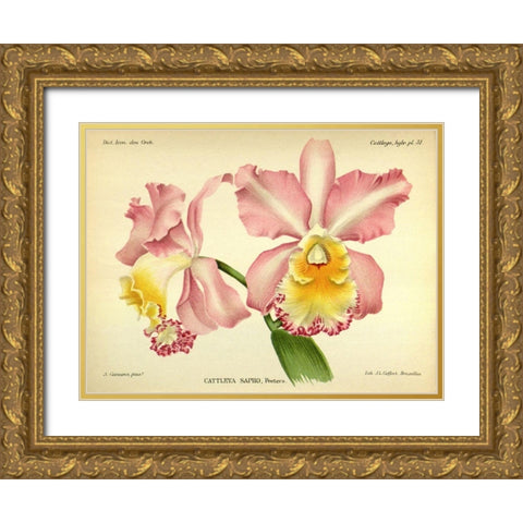 Orchid, Cattleya Sapho Gold Ornate Wood Framed Art Print with Double Matting by Goossens, A.