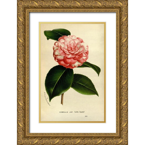 Camelia Japonica Gold Ornate Wood Framed Art Print with Double Matting by Anonymous