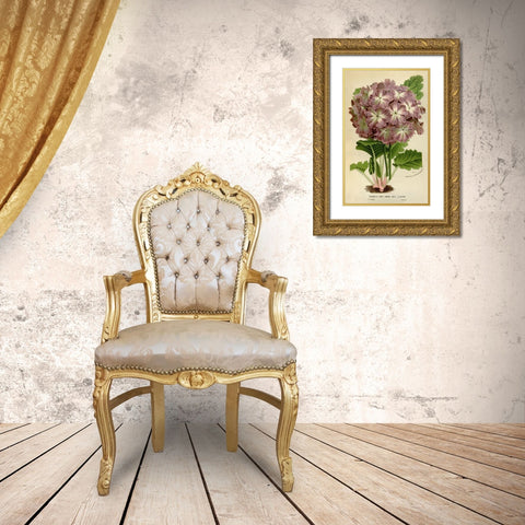 Primula Cort. Gold Ornate Wood Framed Art Print with Double Matting by Anonymous