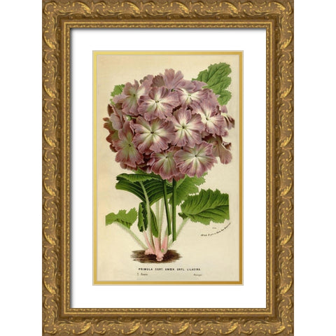 Primula Cort. Gold Ornate Wood Framed Art Print with Double Matting by Anonymous