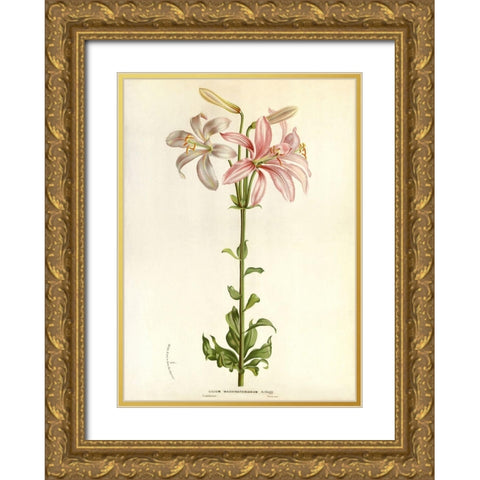 Lilium Washingtonianum Gold Ornate Wood Framed Art Print with Double Matting by Anonymous