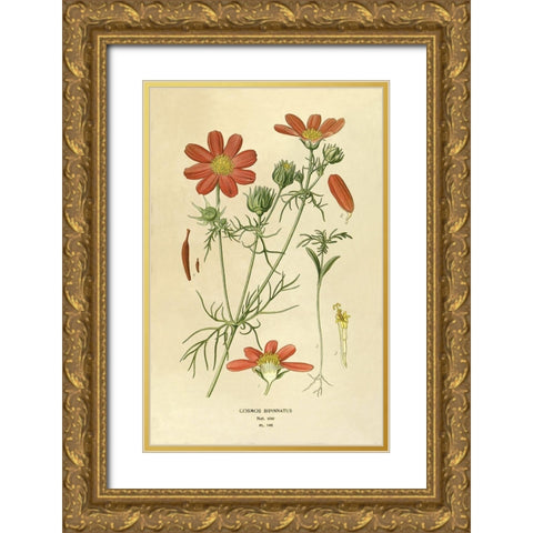 Cosmos Bipinnatus Gold Ornate Wood Framed Art Print with Double Matting by Anonymous