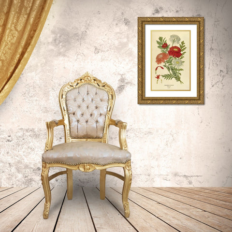 Pyrethrum Roseum Gold Ornate Wood Framed Art Print with Double Matting by Anonymous