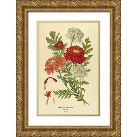 Pyrethrum Roseum Gold Ornate Wood Framed Art Print with Double Matting by Anonymous
