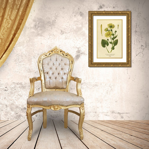 Caucasian Leopardâ€™s Bane Gold Ornate Wood Framed Art Print with Double Matting by Anonymous